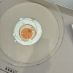大阪ヘルスケア内のIPS細胞で培養された「心膜」細胞の力で脈動します